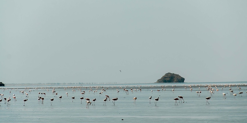 An image view of Lake Natron in Africa with lesser flamingos, shallow red waters, and a scenic backdrop
