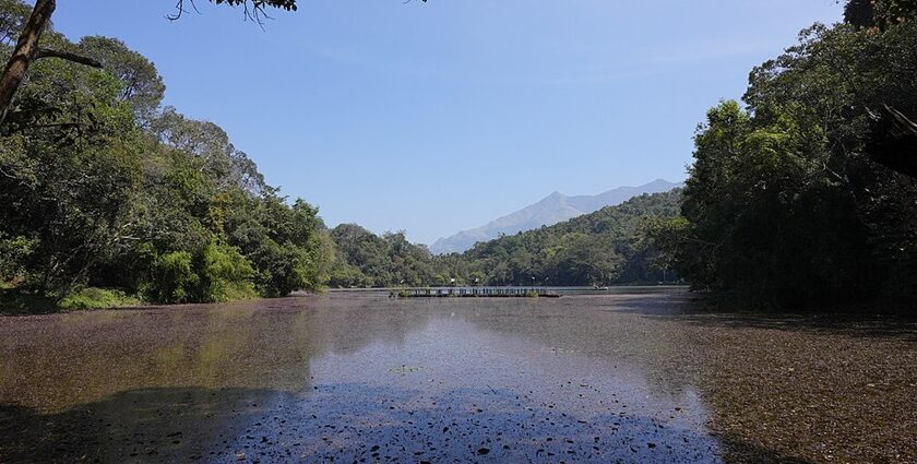 Picturesque view of one of the lakes in Wayanad with trees surrounding the lake.