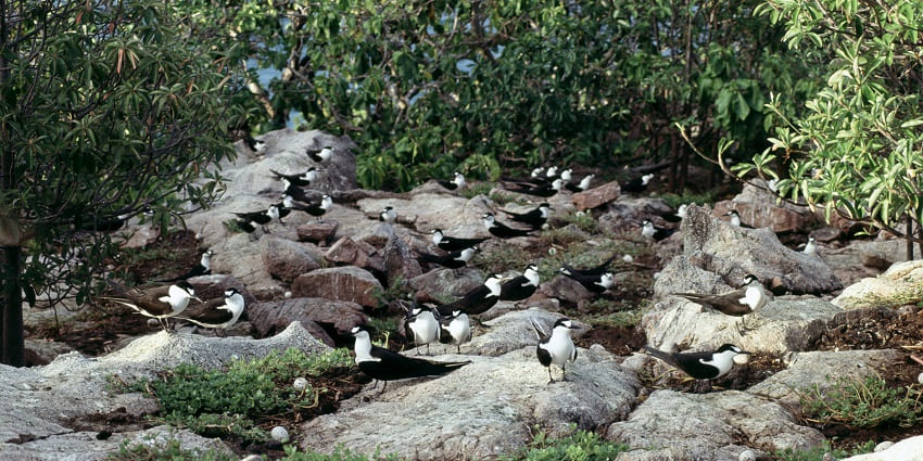 A gathering of black-and-white seabirds on a rocky island surrounded by green vegetation