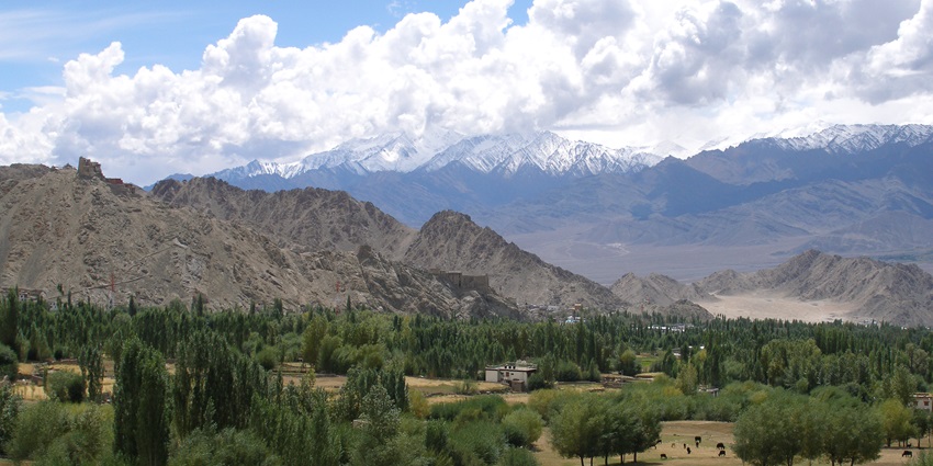 An image of trees in Leh with a mountain backdrop under a cloudy sky in Ladakh, India