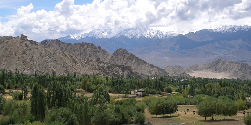 An image of trees in Leh with a scenic mountain backdrop under a cloudy sky in Ladakh, India.