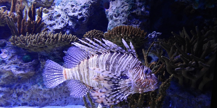 A vibrant fish with spike-like gills inside the Lisbon Oceanarium in Lisbon, Portugal.