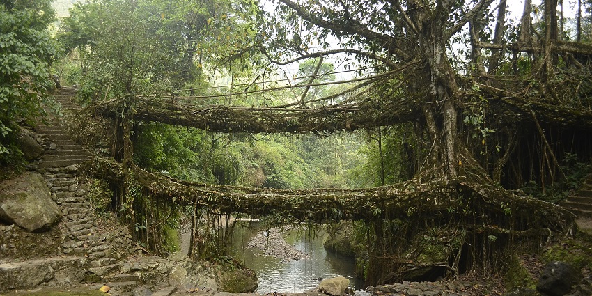 A picture of the famous living root bridges in Meghalaya, woven naturally by tree roots over a flowing stream.