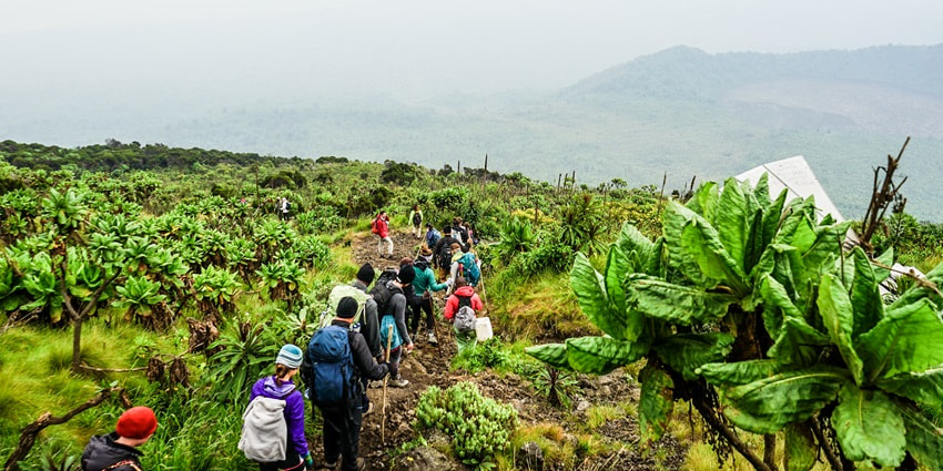 Virunga National Park’s dense forests and rich biodiversity in a stunning green expanse.