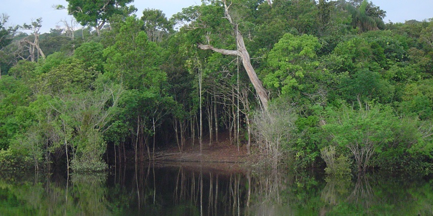 Yasuní National Park in Ecuador boasts a leafy Amazon rainforest rich in incredible biodiversity.