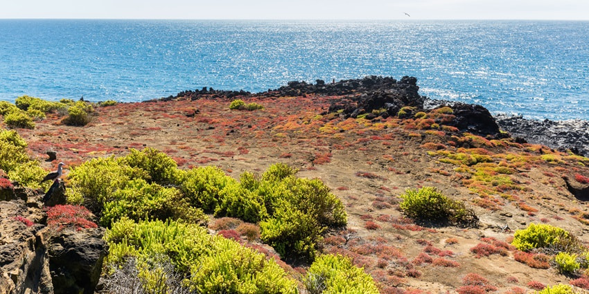 Galápagos National Park with unique wildlife, diverse ecosystems, and breathtaking natural landscapes.