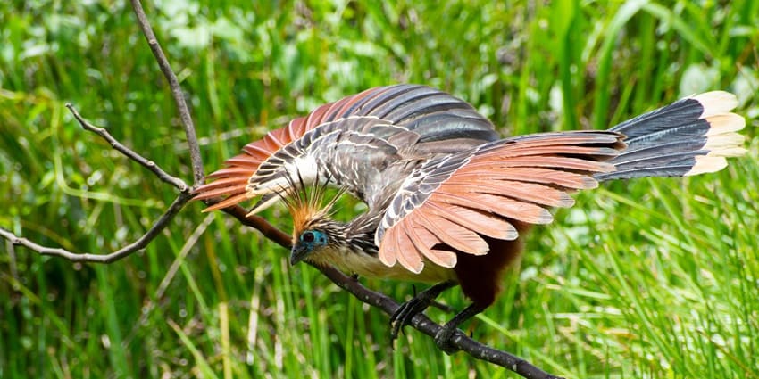 Manu National Park in Peru has the beautiful Hoatzin on a branch.