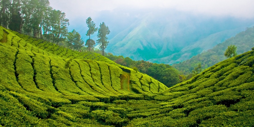 Picturesque slopes of tea plantations in Munnar with mist-covered hills in the background, Kerala.