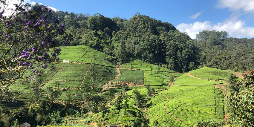 A scenic view of the hills and fluffy clouds hovering over them from Ambewela, Sri Lanka.
