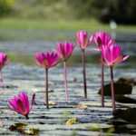 One of the lotus lakes in Kerala with half of the lake covered in lotus pads and boats.