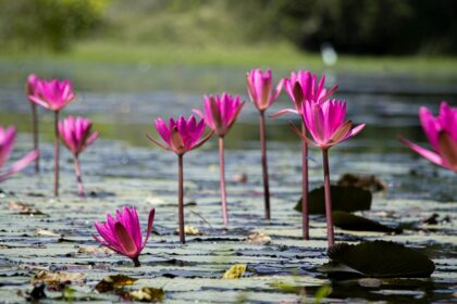 One of the lotus lakes in Kerala with half of the lake covered in lotus pads and boats.