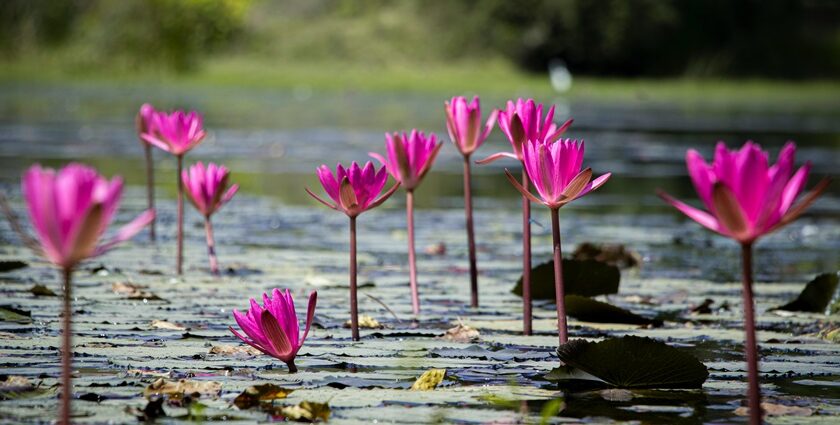 One of the lotus lakes in Kerala with half of the lake covered in lotus pads and boats.