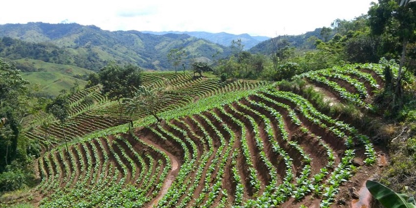 : Verdant coffee plantations thriving in the mountains near the Salkantay trail.