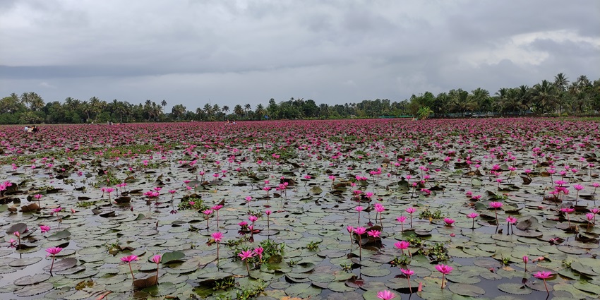 Malarikkal Lake is one of the lotus lakes in Kerala with lotus pads and green palm trees.
