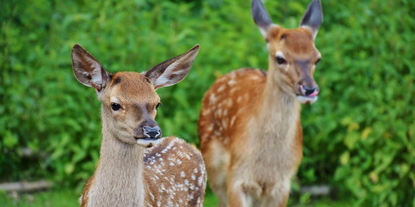 View of two adorable deer in the Malsi Deer Park.