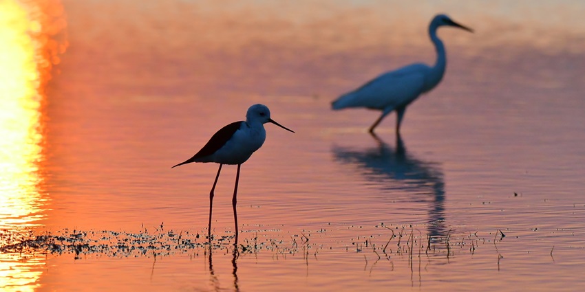 Image of blackwinged stilt silhouette during sunset from Kanyakumari, Tamilnadu India