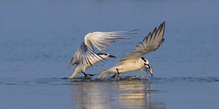 Two whiskered terns catching fish in the Mangalajodi waters and their reflection