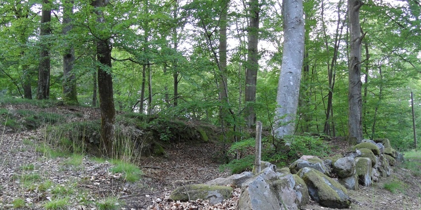 Forest scene in Bjära nature reserve showing leafy path among tall trees in summer.