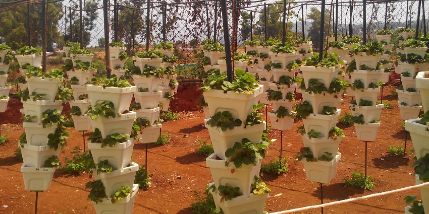 Vibrant garden is famous for strawberries, jams, and scenic surroundings