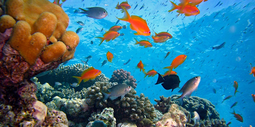 Observe fascinating marine life, from colourful fish to majestic sea turtles, in stunning underwater environments.