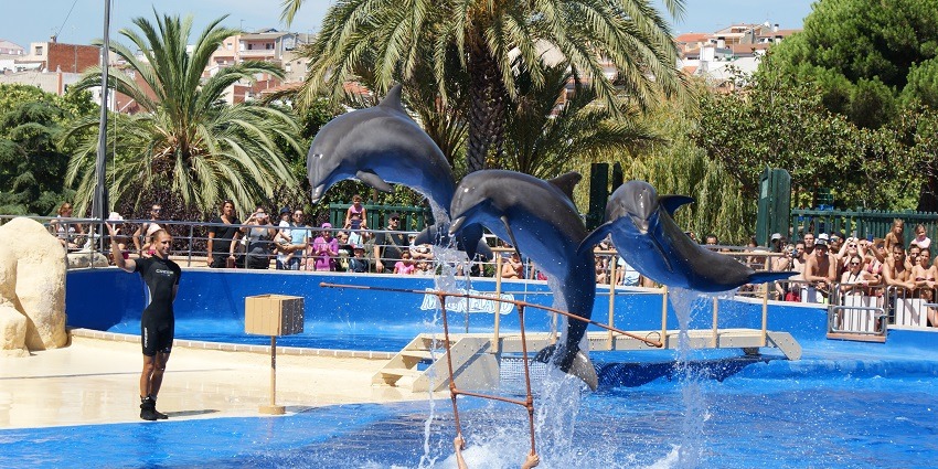 The Dolphin show at the Marineland Catalunya near Barcelona