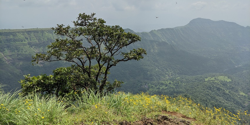 A picture of a lush green hill station in Maharashtra amidst the Western Ghats