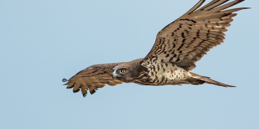 Watch chinkaras, wolves, and birds thrive in open grasslands at Mayureshwar Wildlife Sanctuary.