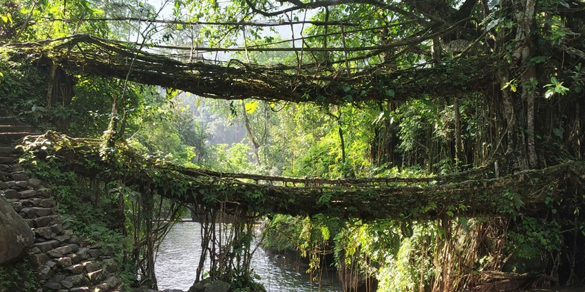 An image of the Meghalaya root bridge, one of the good places to visit in September and October