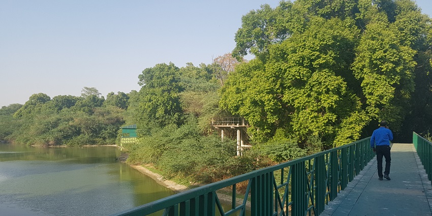 A man walks on a bridge built over a lake in the Zoological Park in Uttar Pradesh.
