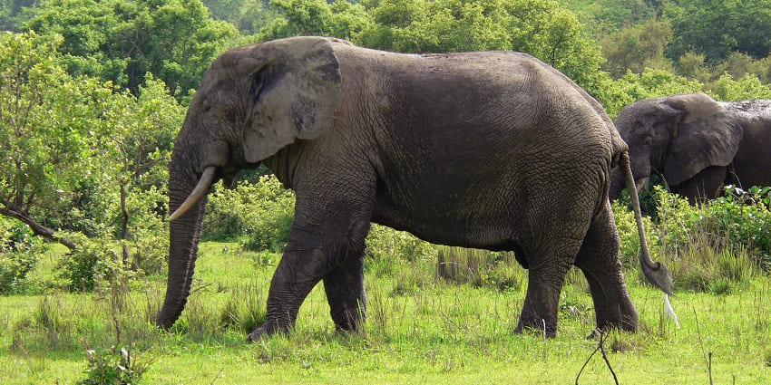 A giant African Elephant walks in the Mole National Park in Northern Ghana