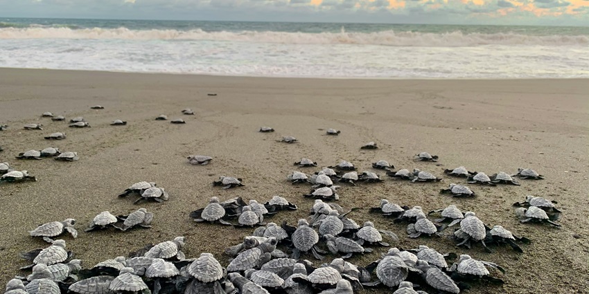 A black sand beach with Pacific waves, sea turtle conservation, and breathtaking views.