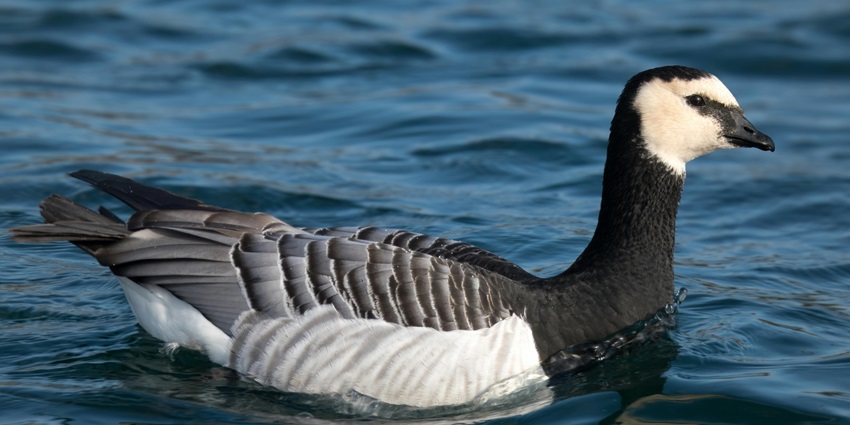 A representative picture of a barnacle goose swimming in a calm lake.