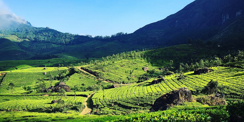 An image of the tea plantations in Munnar, located in Kerala, India, a pleasant place to visit in May.