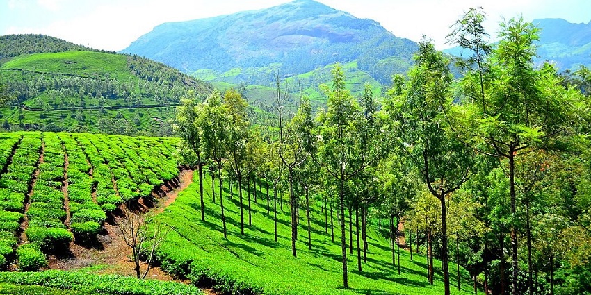 An image showing Munnar, a destination known among famous hill stations in South India