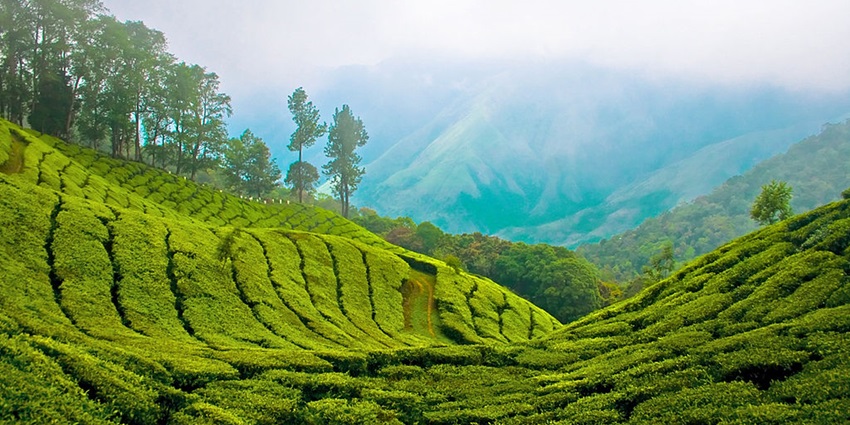 An image of the tea plantations in Munnar, one of South India’s tourist places in monsoon