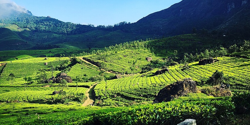 An image of Munnar’s landscape, one of the places to visit in August in India with family.