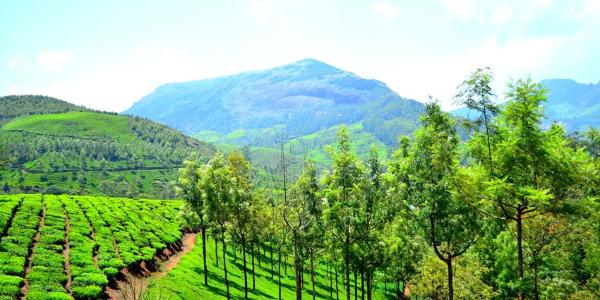 An image of Munnar hill station, known for its tea plantation and rolling hills in Kerala