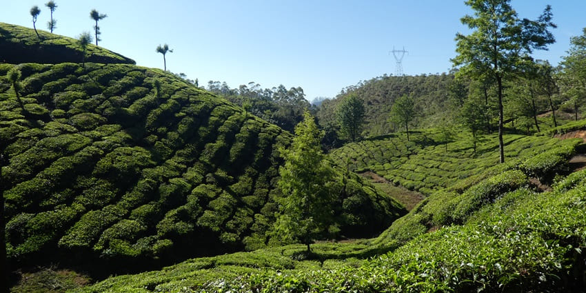 An image of Munnar, with green hills and tea plantations stretching across the landscape