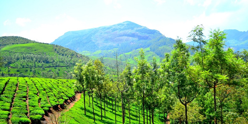 A beautiful view of the tea plantations in Munnar.