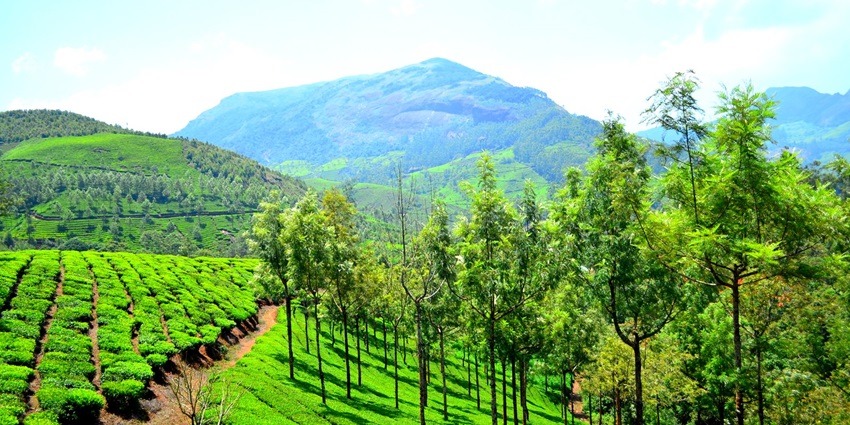 An image showing the dense green tea estate in Munnar Hill Station in Kerala, India