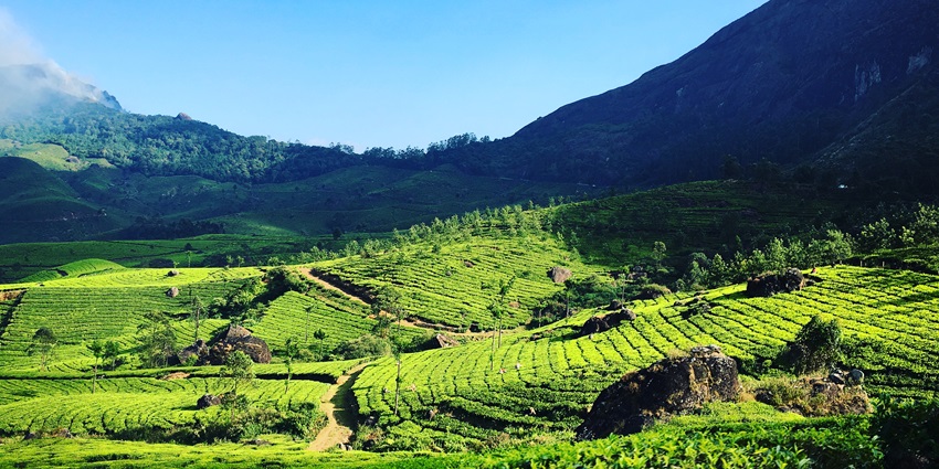 An image showing the scenic hills and lush tea plantations of Munnar, Kerala, India.