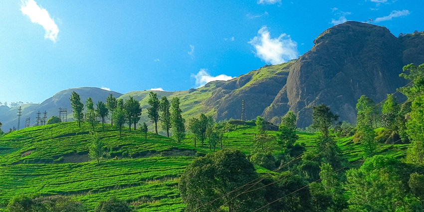 An image showing Munnar hill station, one of the Western Ghats hill stations in Kerala, India