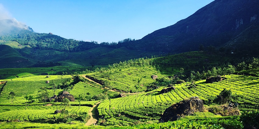 An image showing Munnar, Kerala, India, a destination to visit in September in South India.