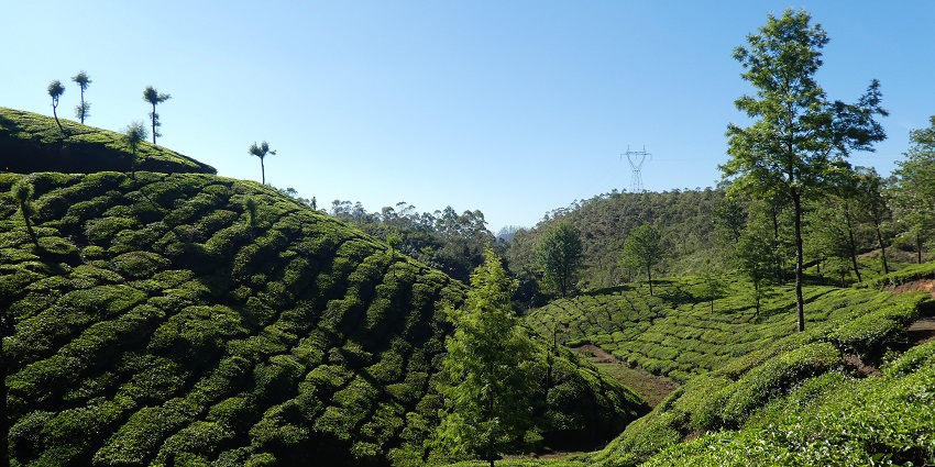 Green tea plantations in Munnar, a top place to visit in November and December in India.
