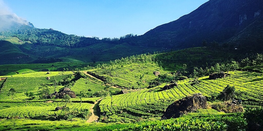 An image of green tea plantations in Munnar one of the top places to visit in September in India for couples.