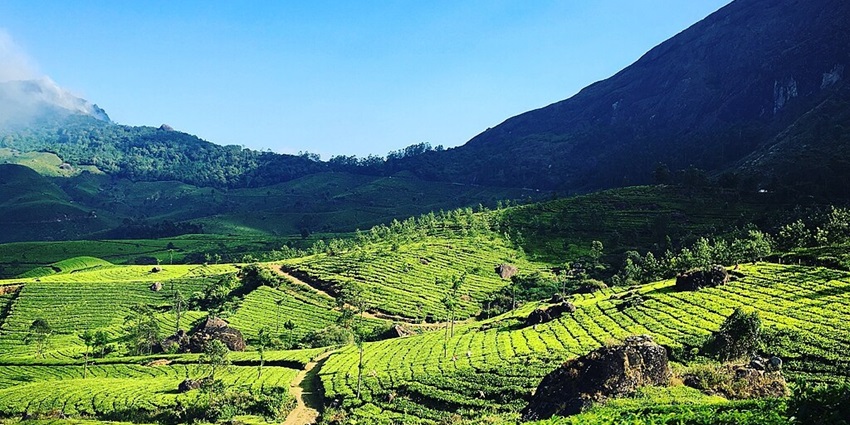 An image of green tea plantations in Munnar, one of the top places to visit in India in June.