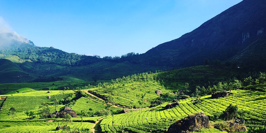 An image showing Munnar, Kerala, one of the best places to visit in November in South India.
