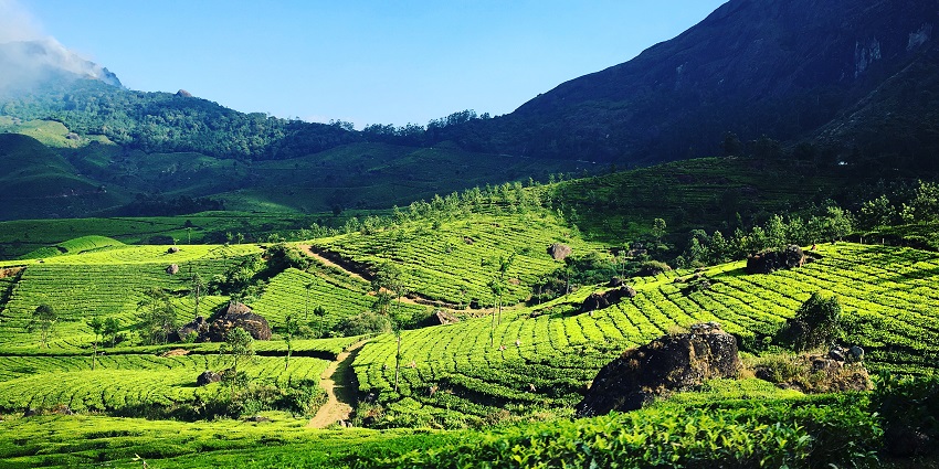 An image of lush green tea plantations in Munnar, Kerala.