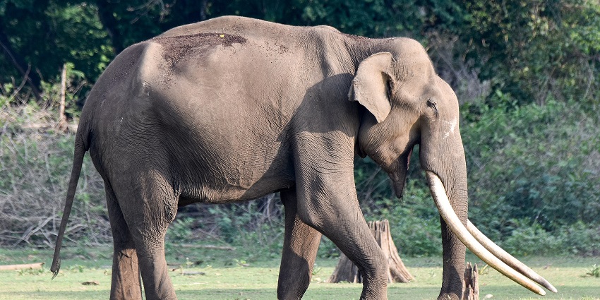 An image showing a male elephant tusker in Nagarhole, Karnataka, standing in the forest.