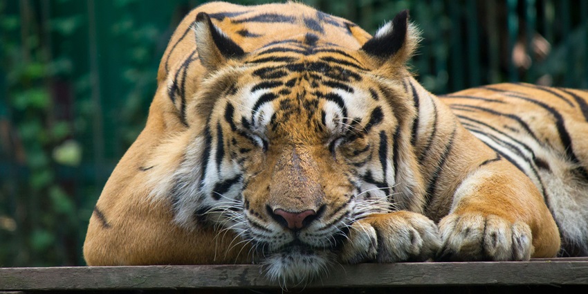 A royal bengal tiger in Nagarhole National Park, one of the best national parks in India.